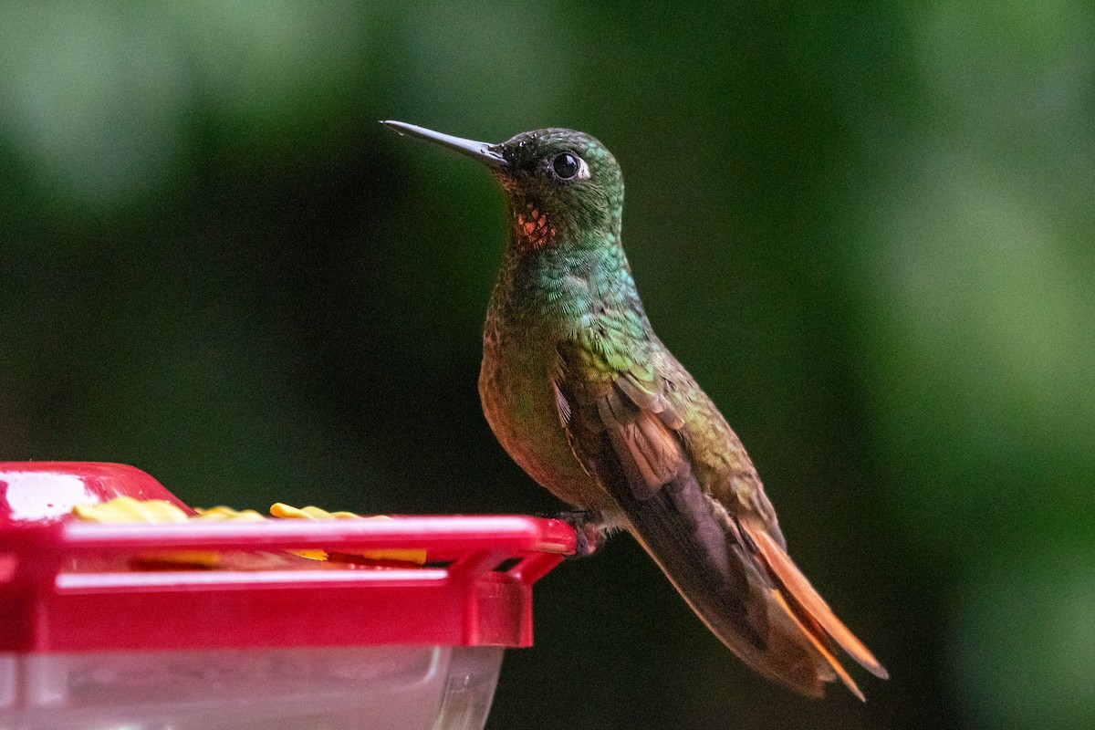 kolibřík brazilský - ML619982868