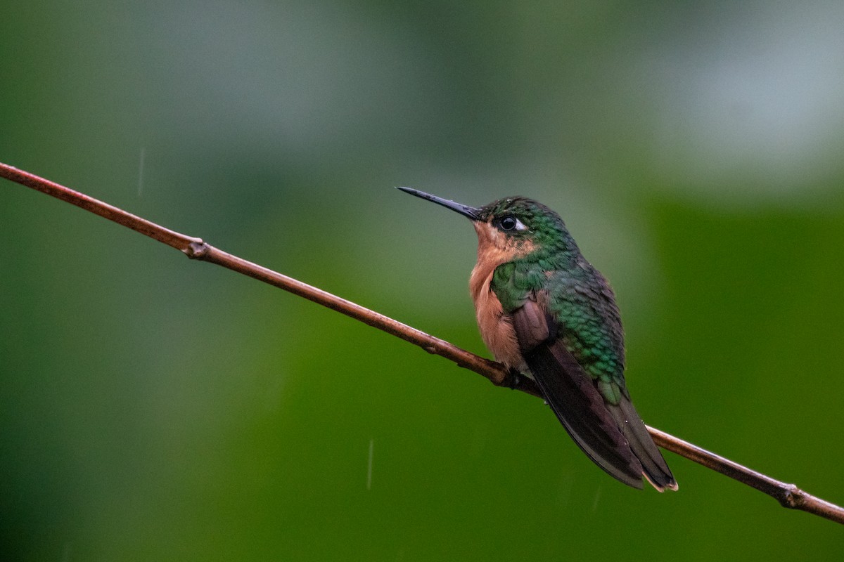 kolibřík brazilský - ML619982869