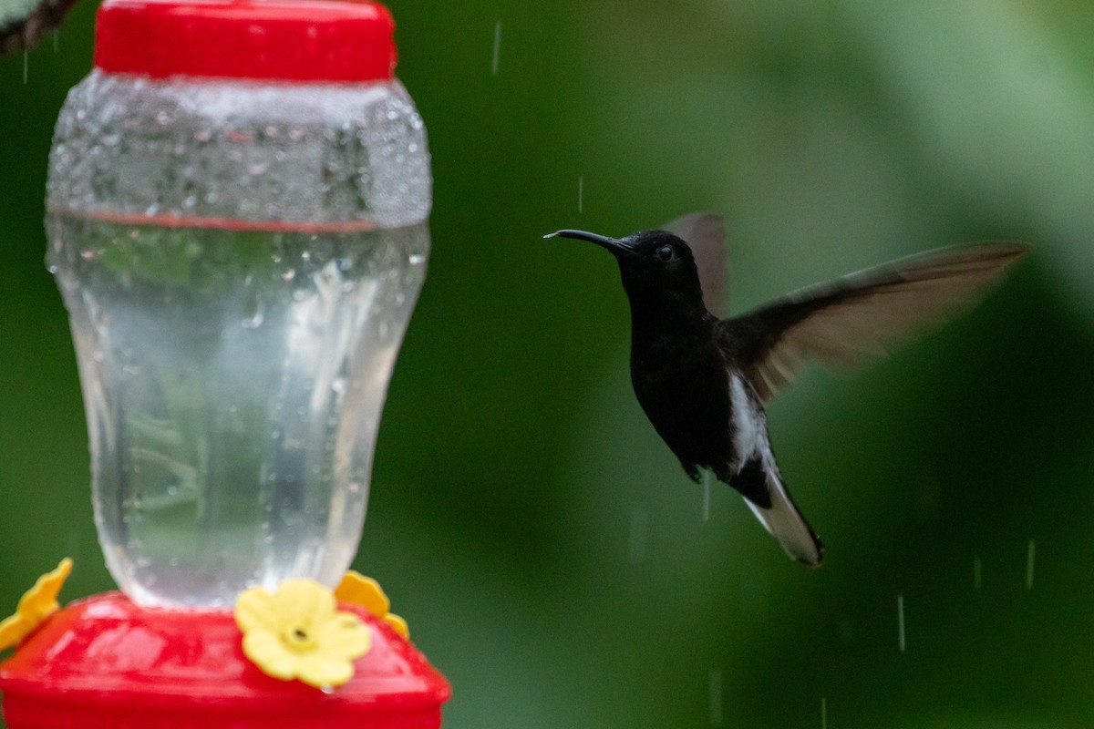 Colibrí Negro - ML619982871