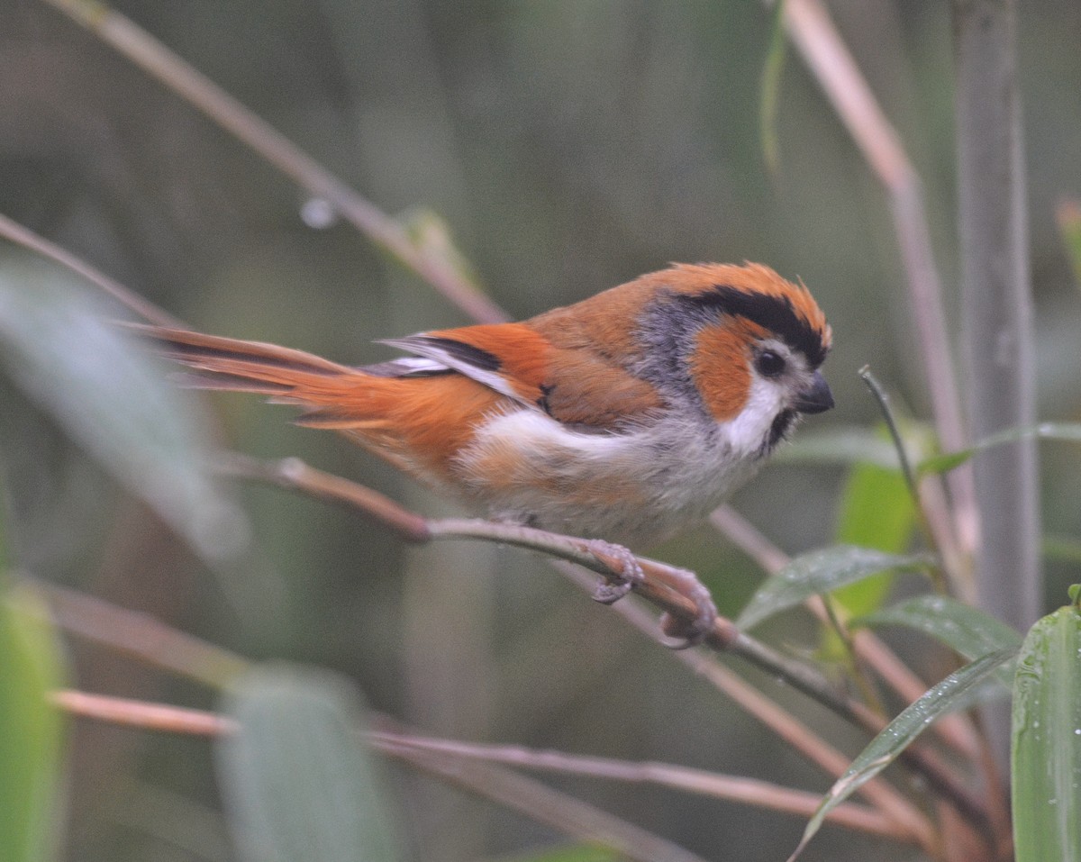 Black-throated Parrotbill - ML619982876