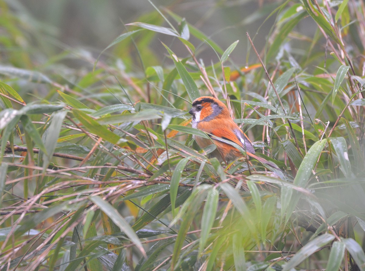 Black-throated Parrotbill - ML619982879