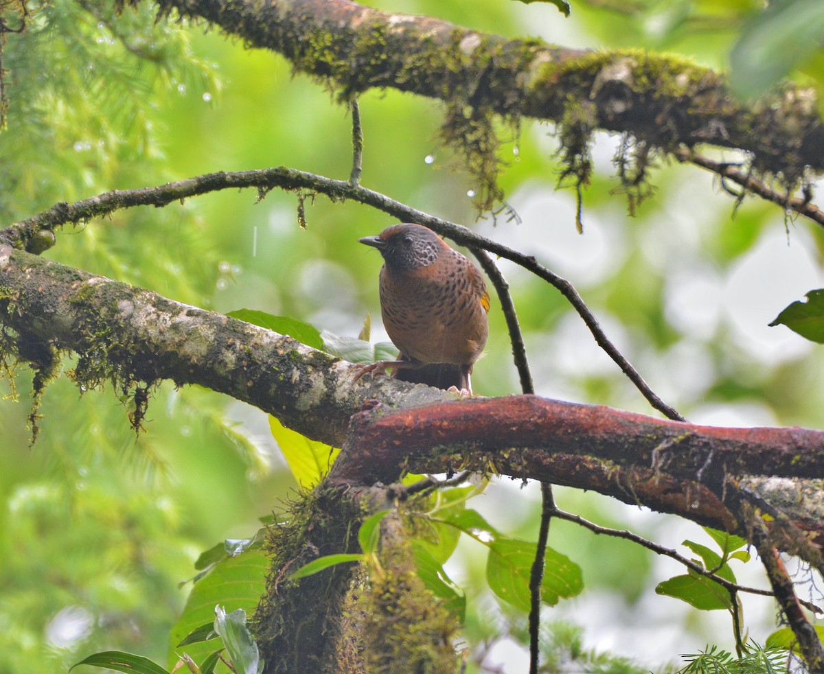Chestnut-crowned Laughingthrush - ML619982884