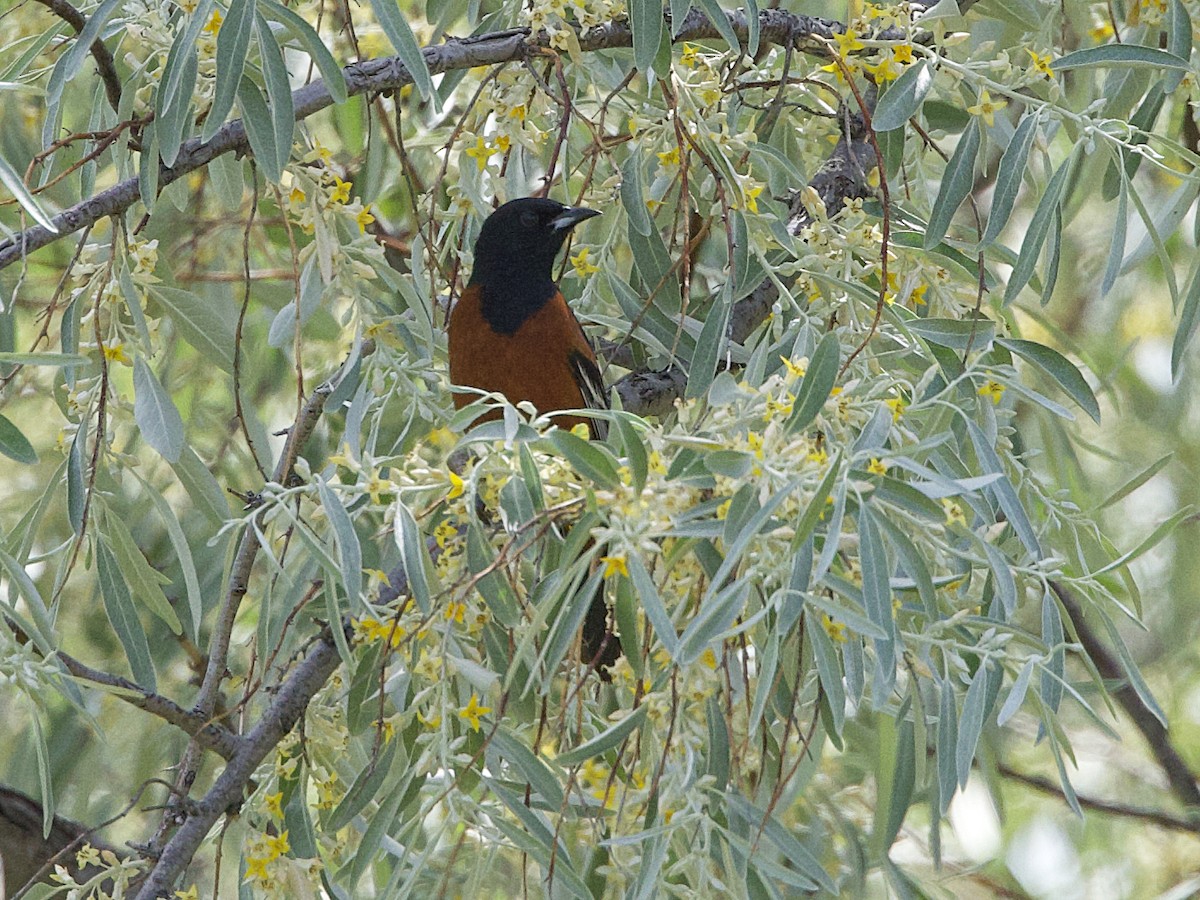 Orchard Oriole - ML619982888