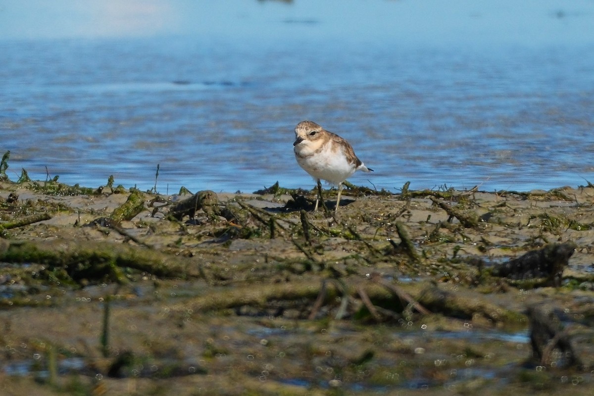 Double-banded Plover - ML619982891