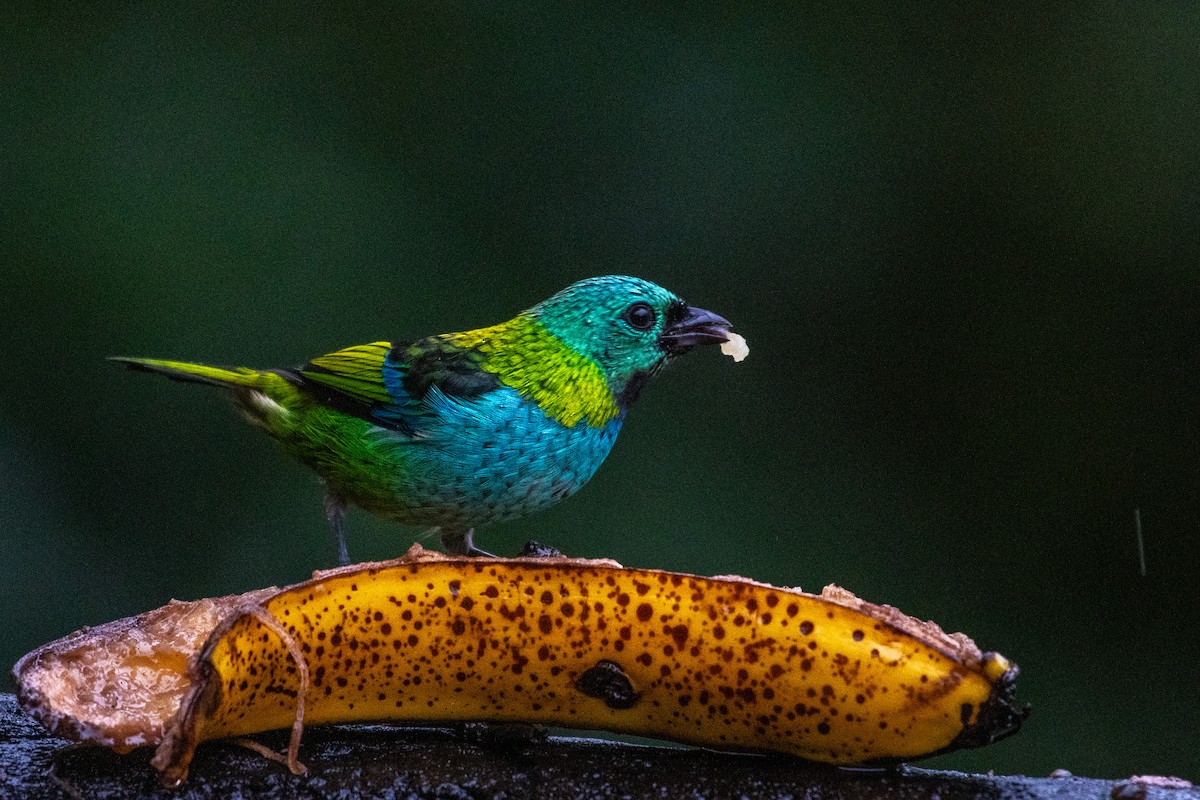 Green-headed Tanager - ML619982894