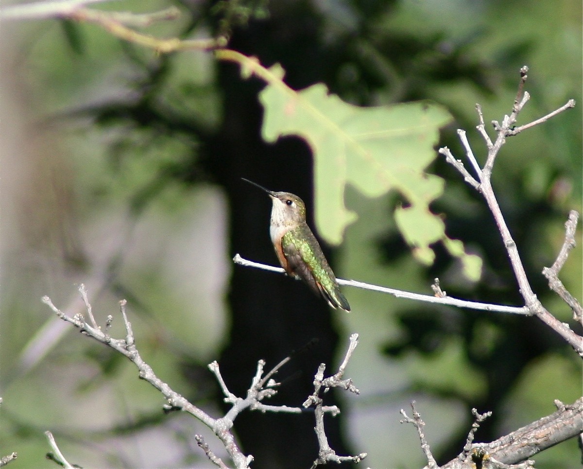 Broad-tailed Hummingbird - ML619982900