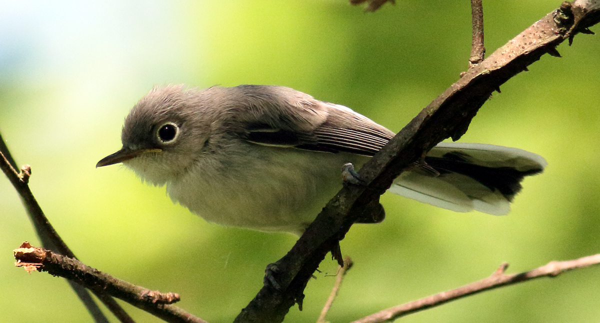 Blue-gray Gnatcatcher - ML619982905