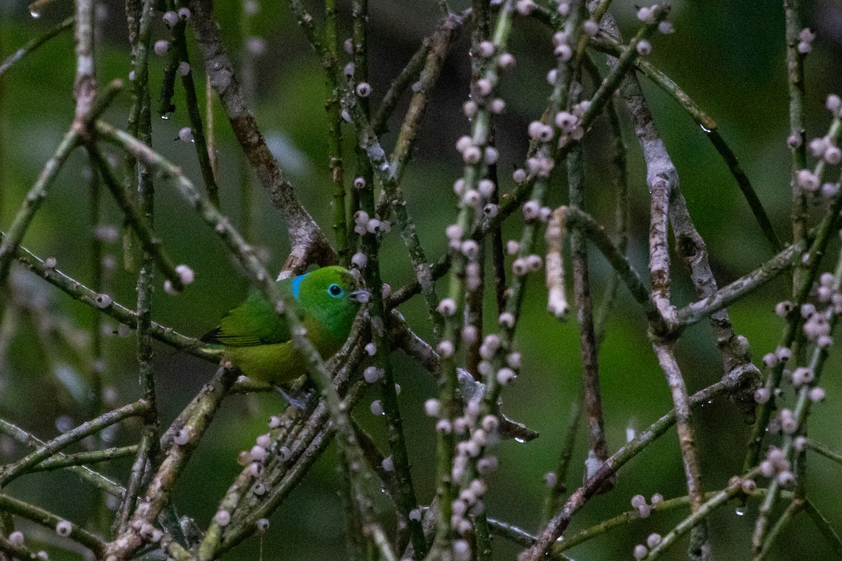 Blue-naped Chlorophonia - ML619982906