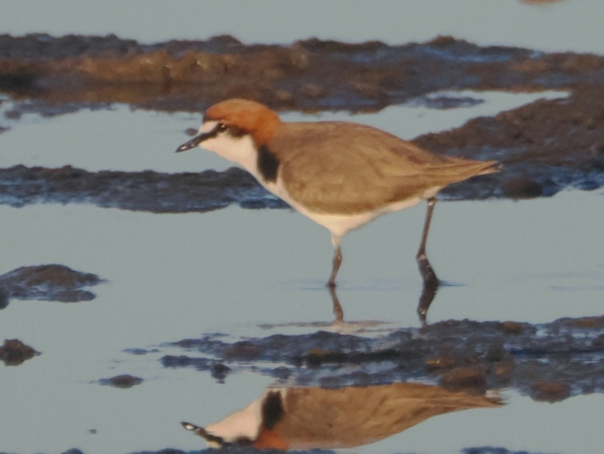Red-capped Plover - ML619982907