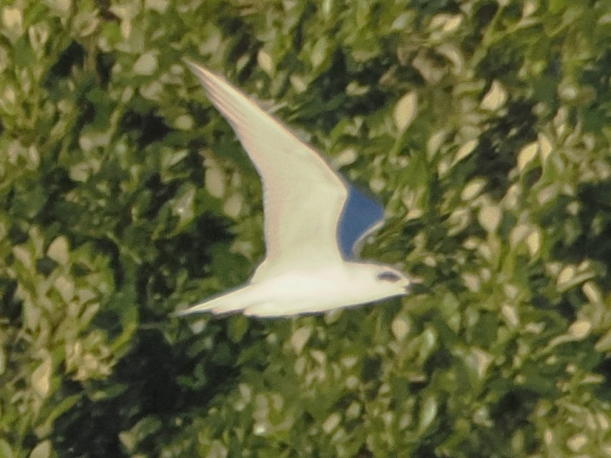 Australian Tern - ML619982910
