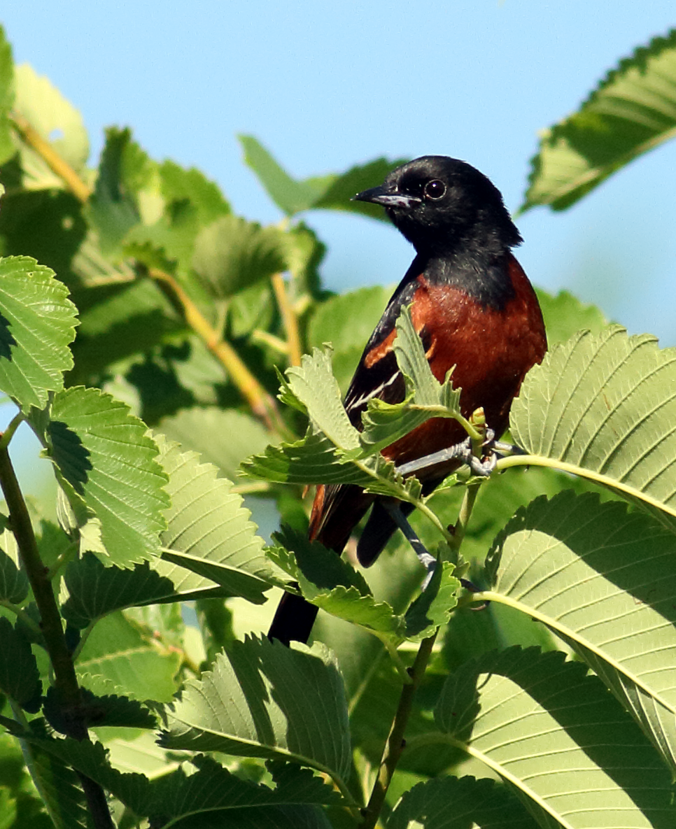 Orchard Oriole - ML619982913