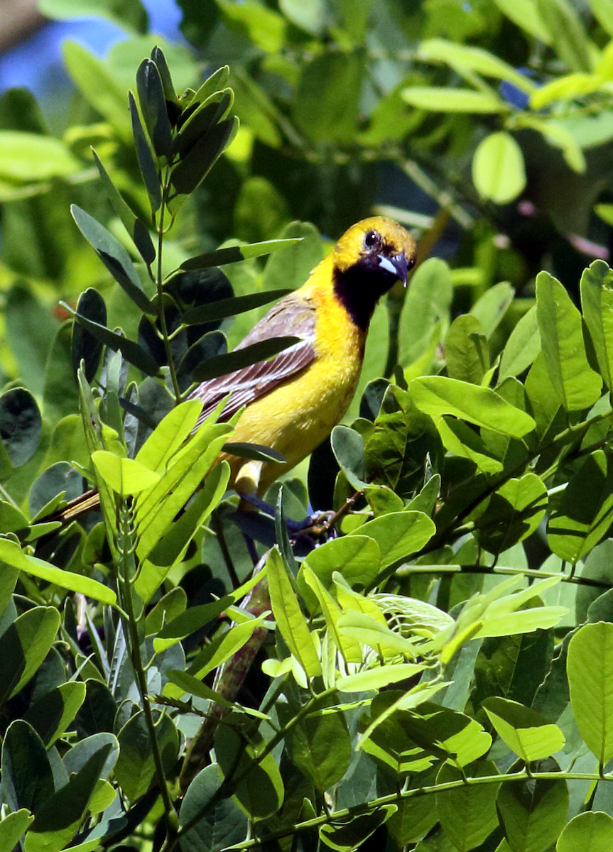 Orchard Oriole - ML619982915