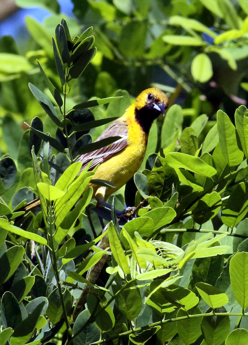 Orchard Oriole - Edgar E Alegre