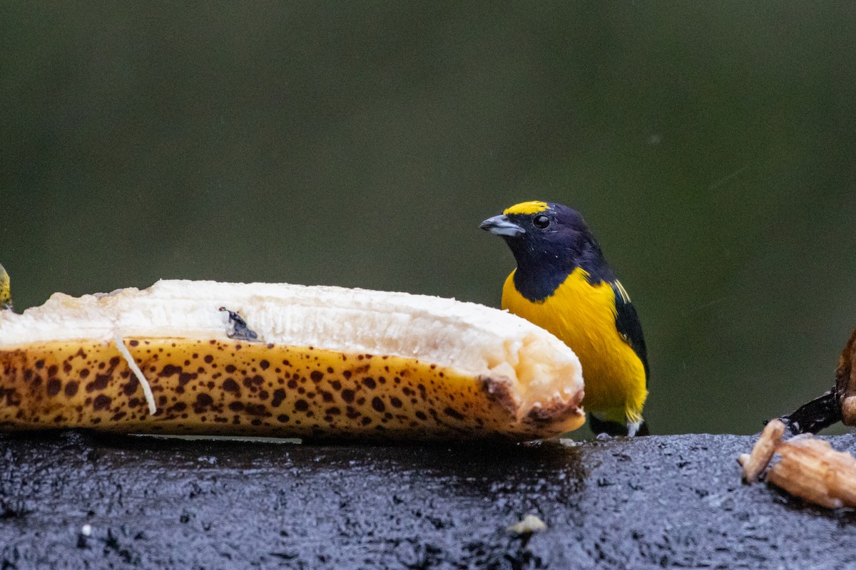 Purple-throated Euphonia - ML619982918