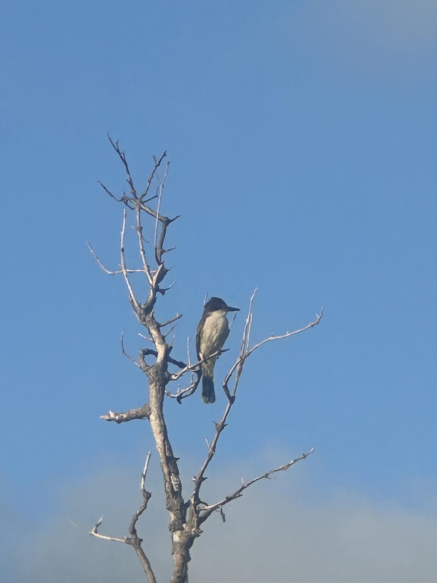 Loggerhead Kingbird - ML619982919