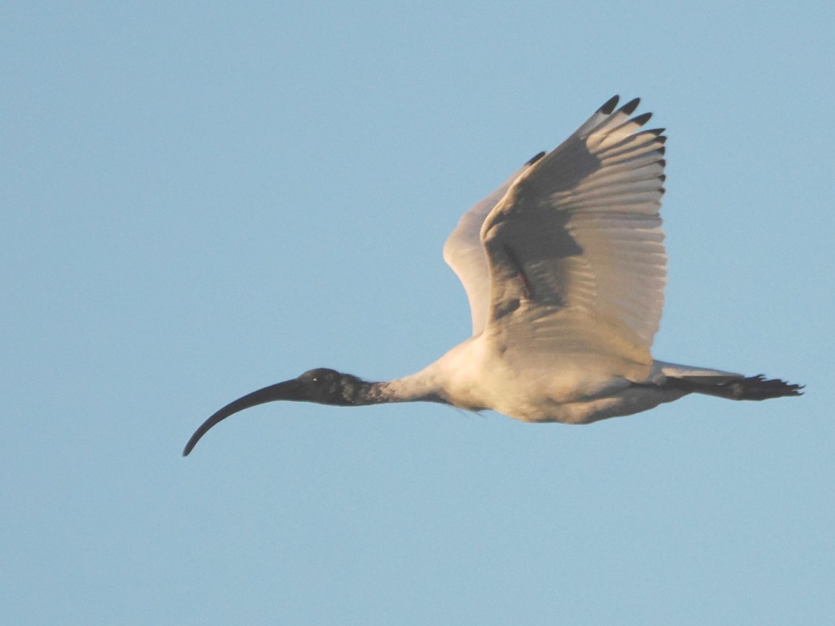 Ibis à cou noir - ML619982920