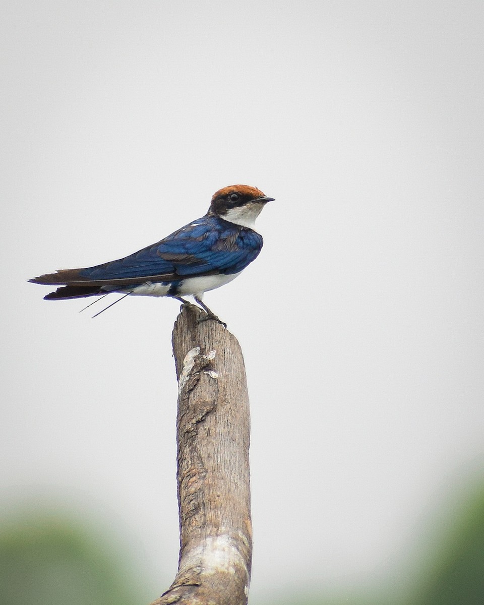 Wire-tailed Swallow - ML619982922