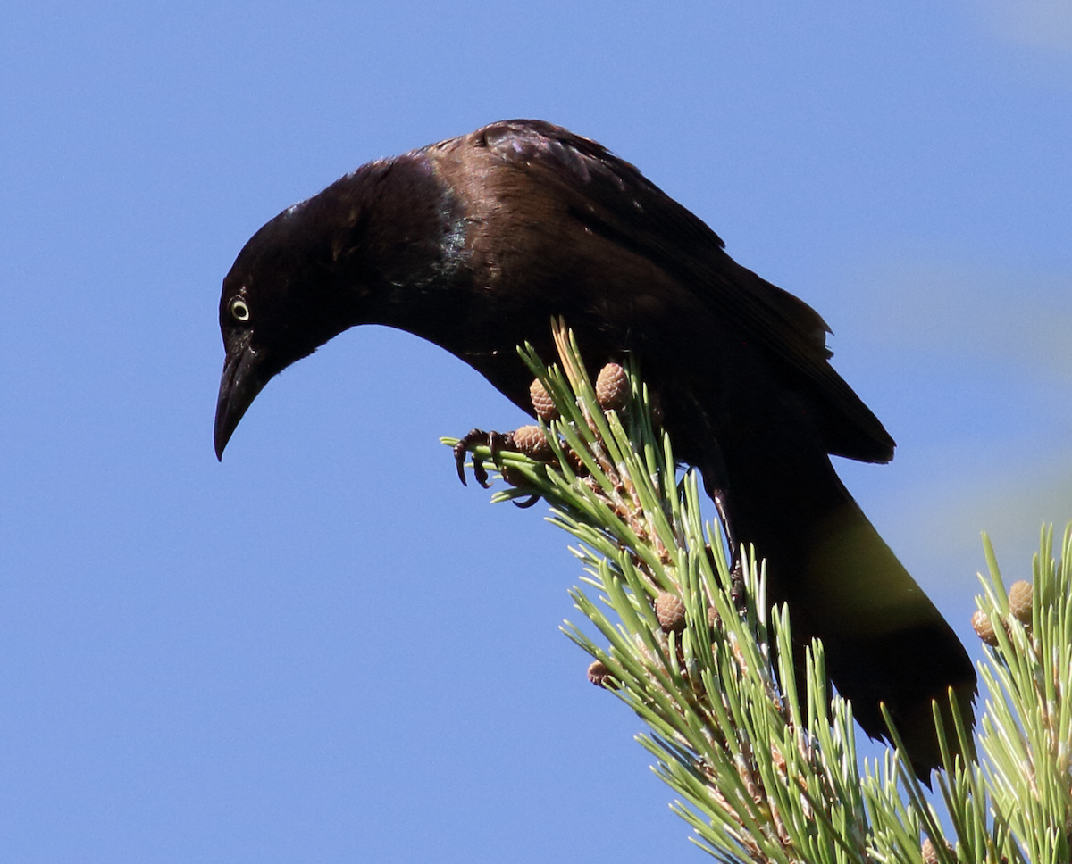 Common Grackle - ML619982923