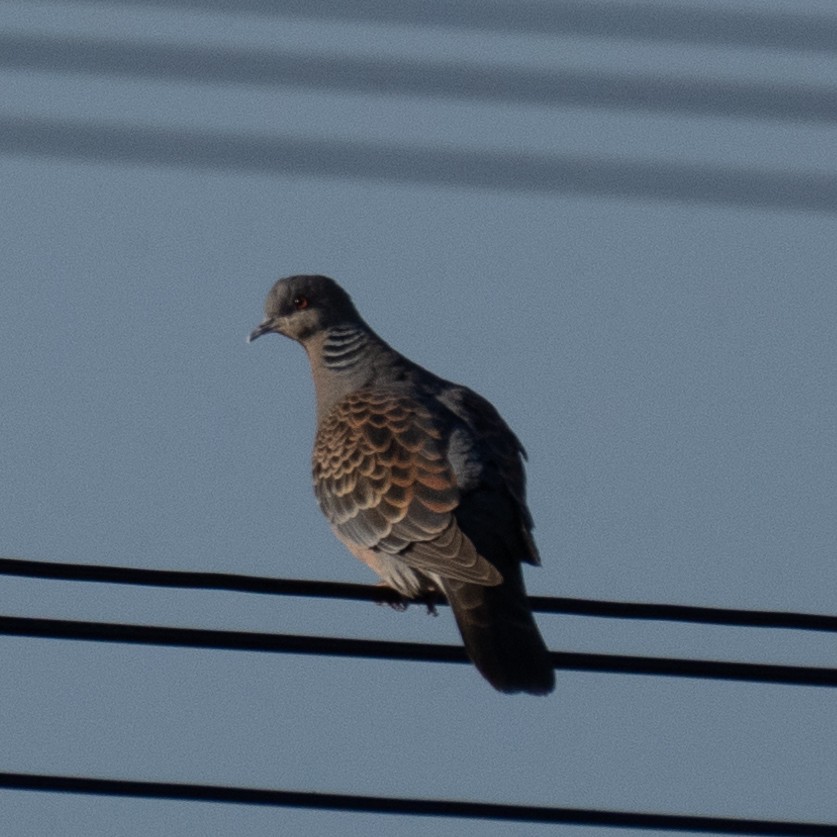 Oriental Turtle-Dove - ML619982926