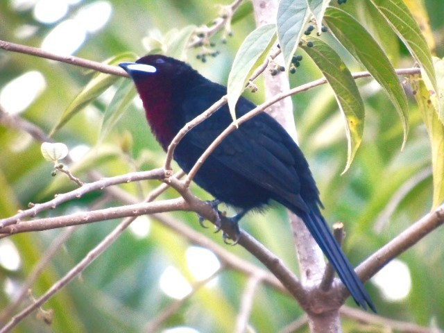 Silver-beaked Tanager - ML619982933