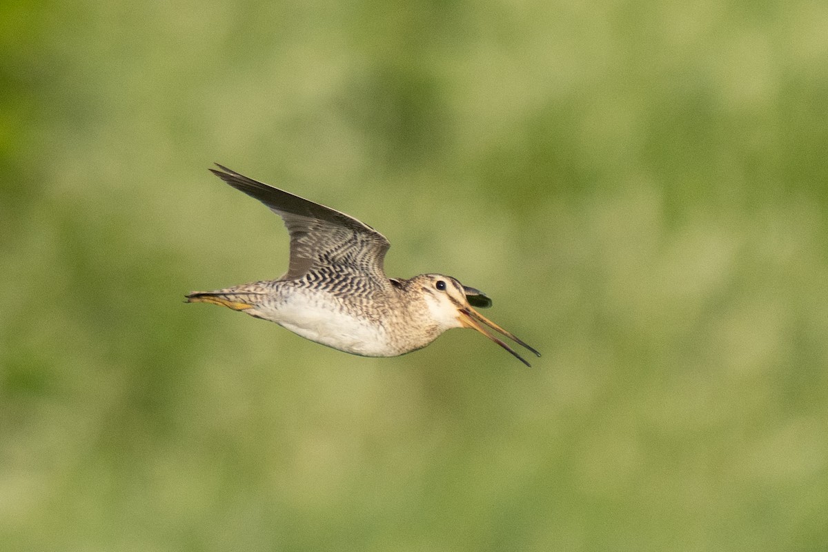 Latham's Snipe - ML619982935