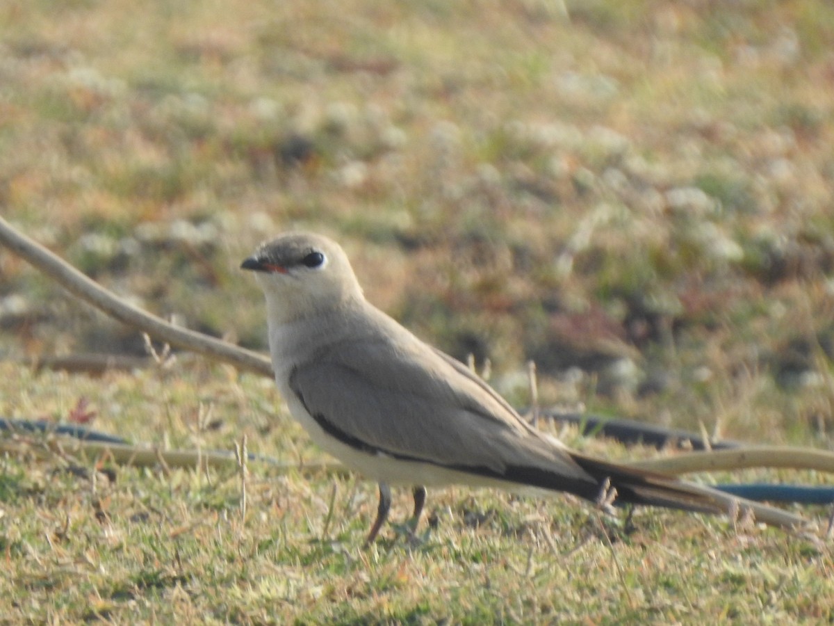 Small Pratincole - ML619982944