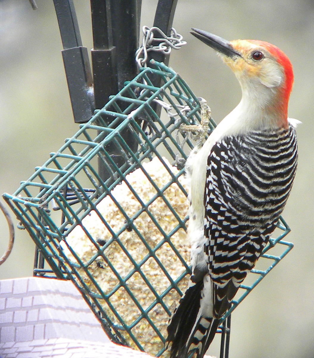 Red-bellied Woodpecker - ML619982948
