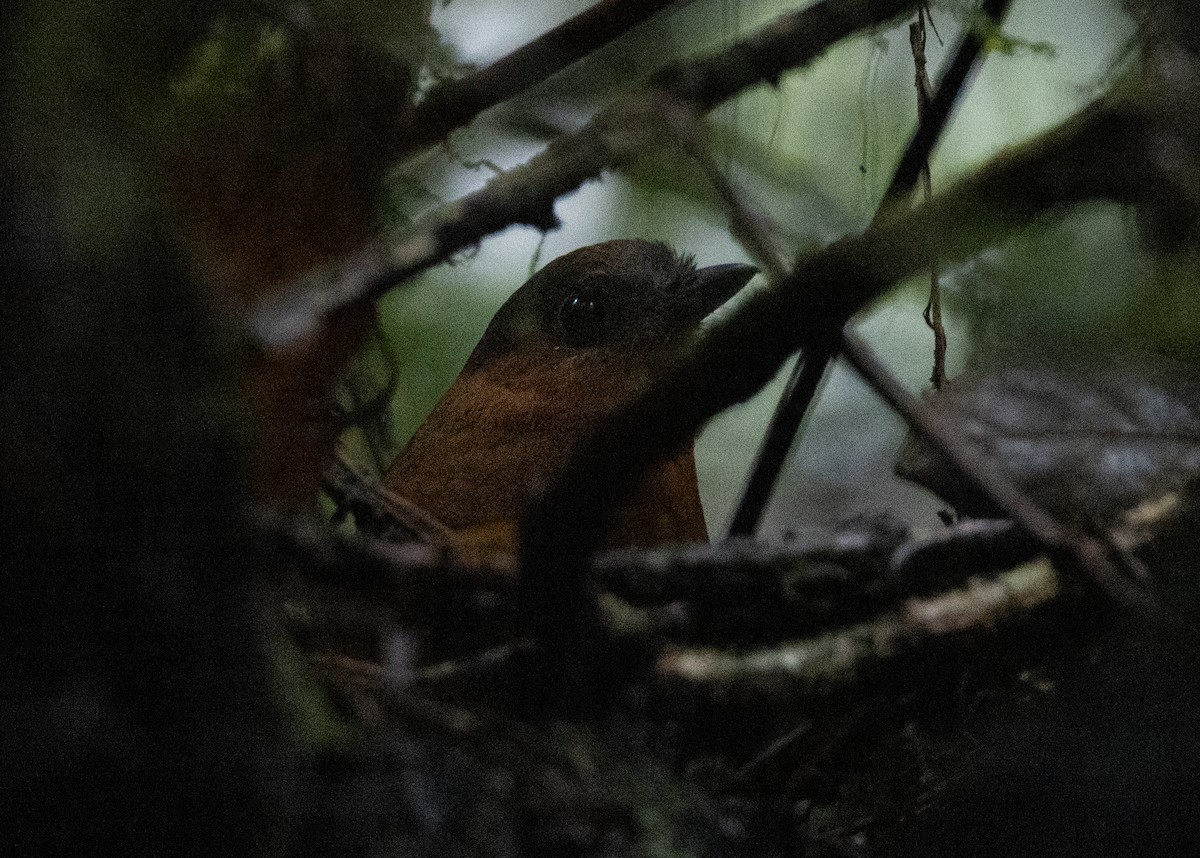 Gray-naped Antpitta - ML619982951