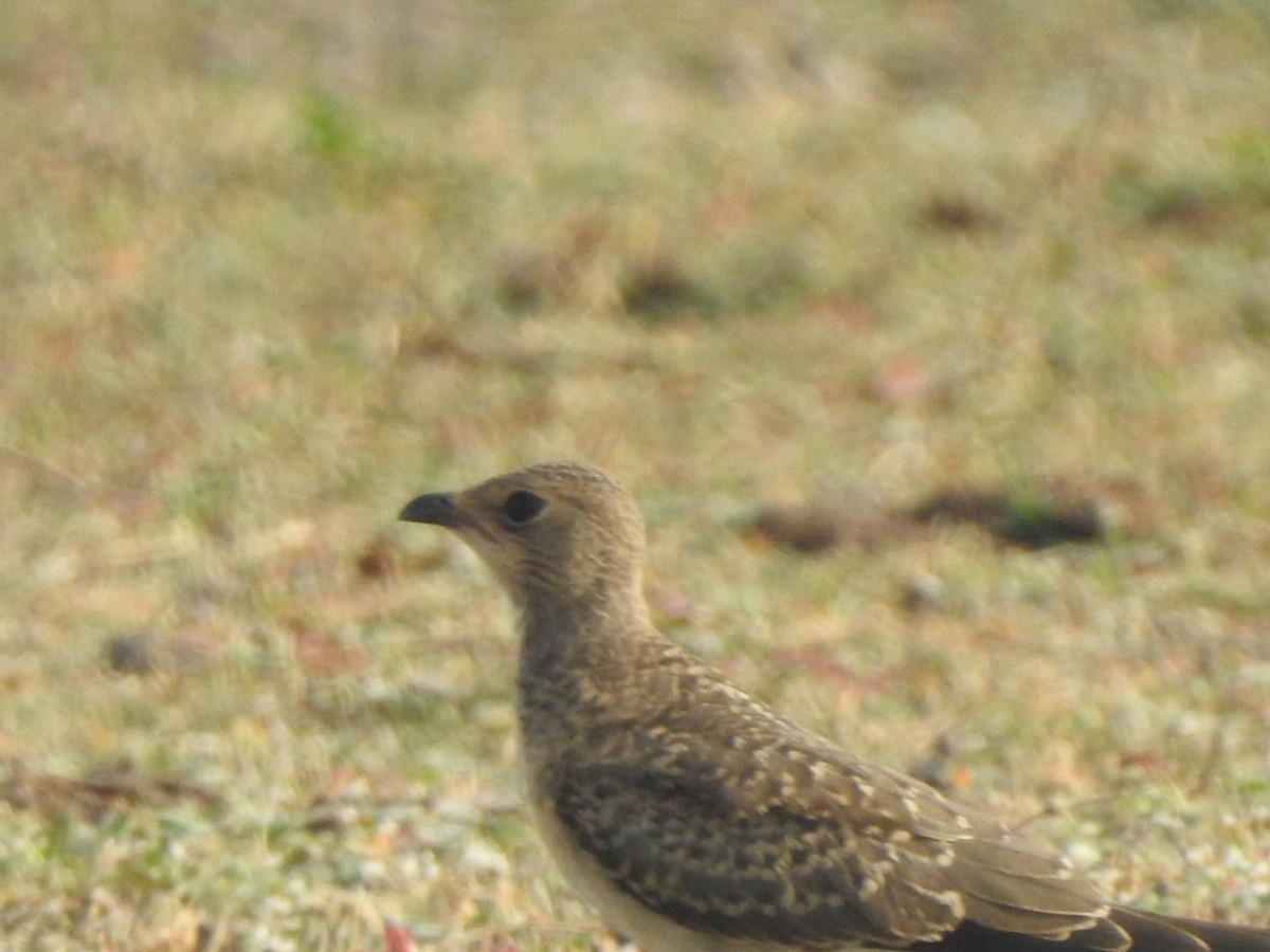 Oriental Pratincole - ML619982953