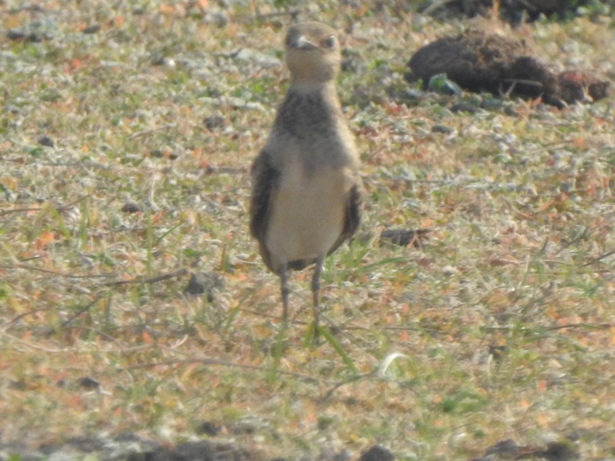 Oriental Pratincole - ML619982954