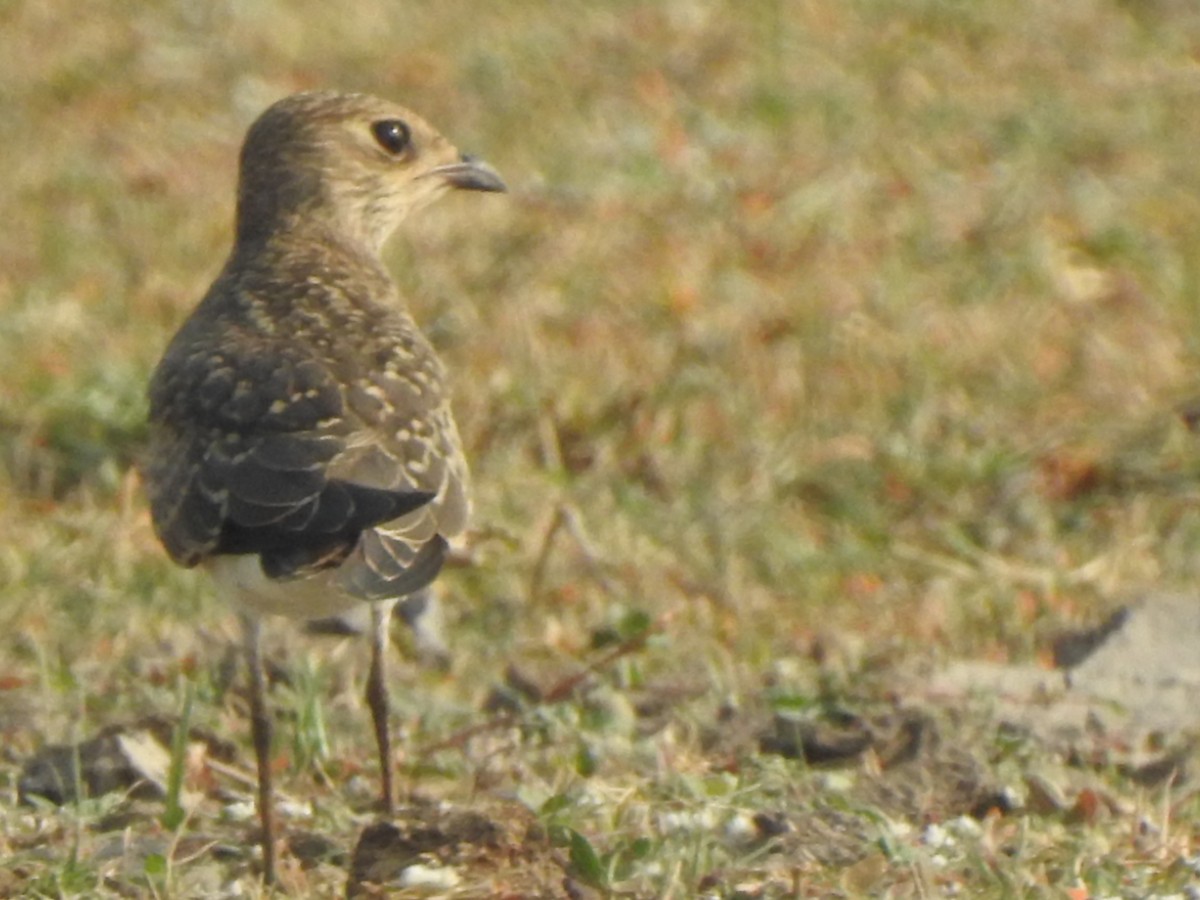 Oriental Pratincole - ML619982956