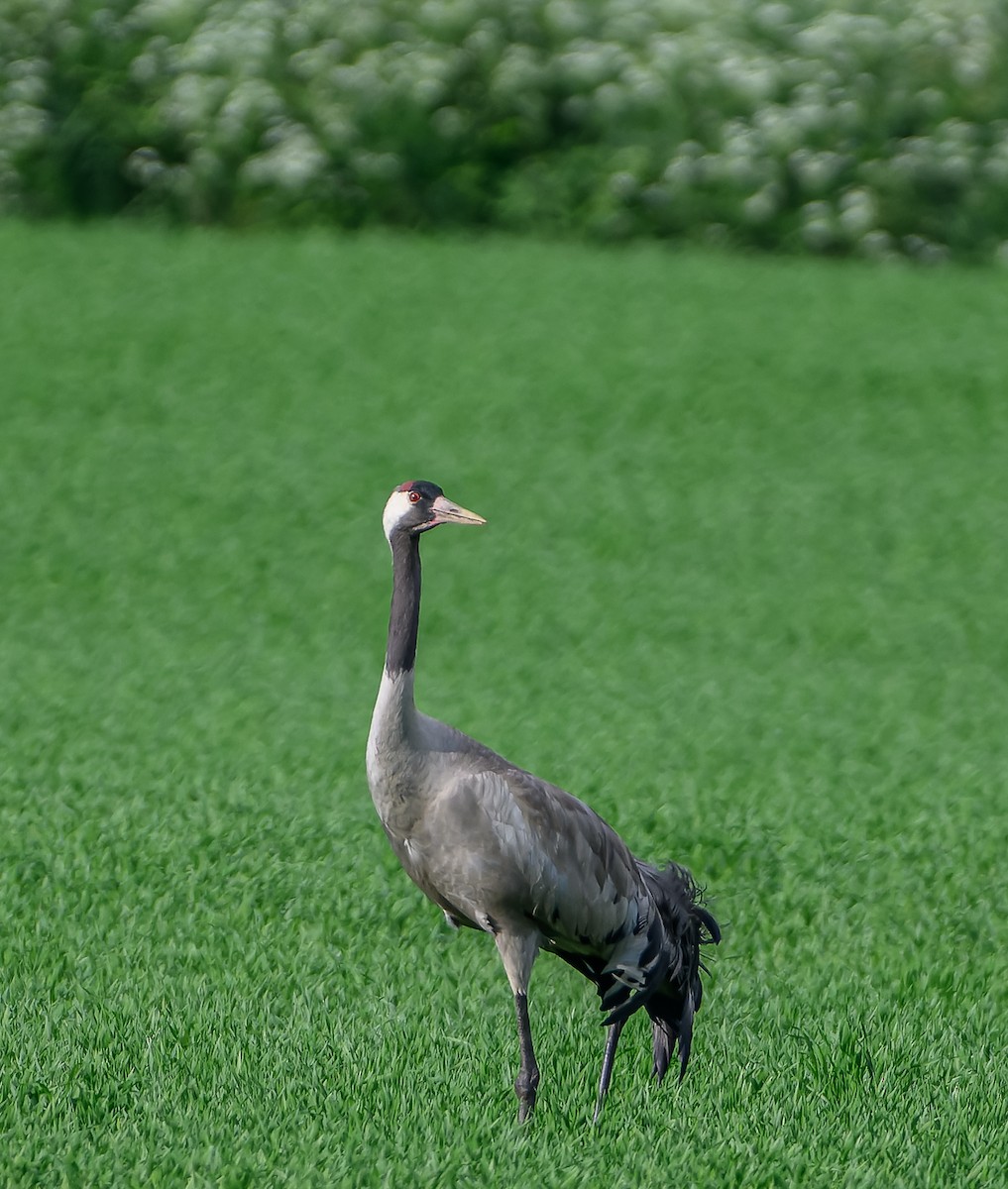 Common Crane - ML619982960