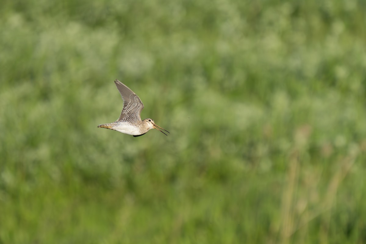 Latham's Snipe - ML619982961