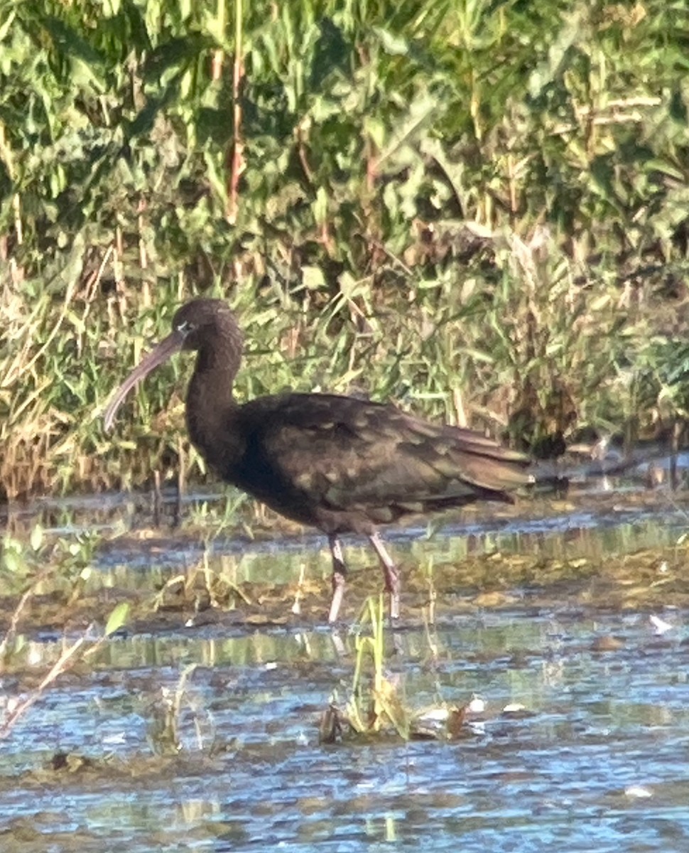 Glossy Ibis - ML619982966