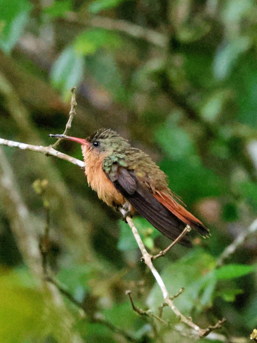 kolibřík ryšavý - ML619982970