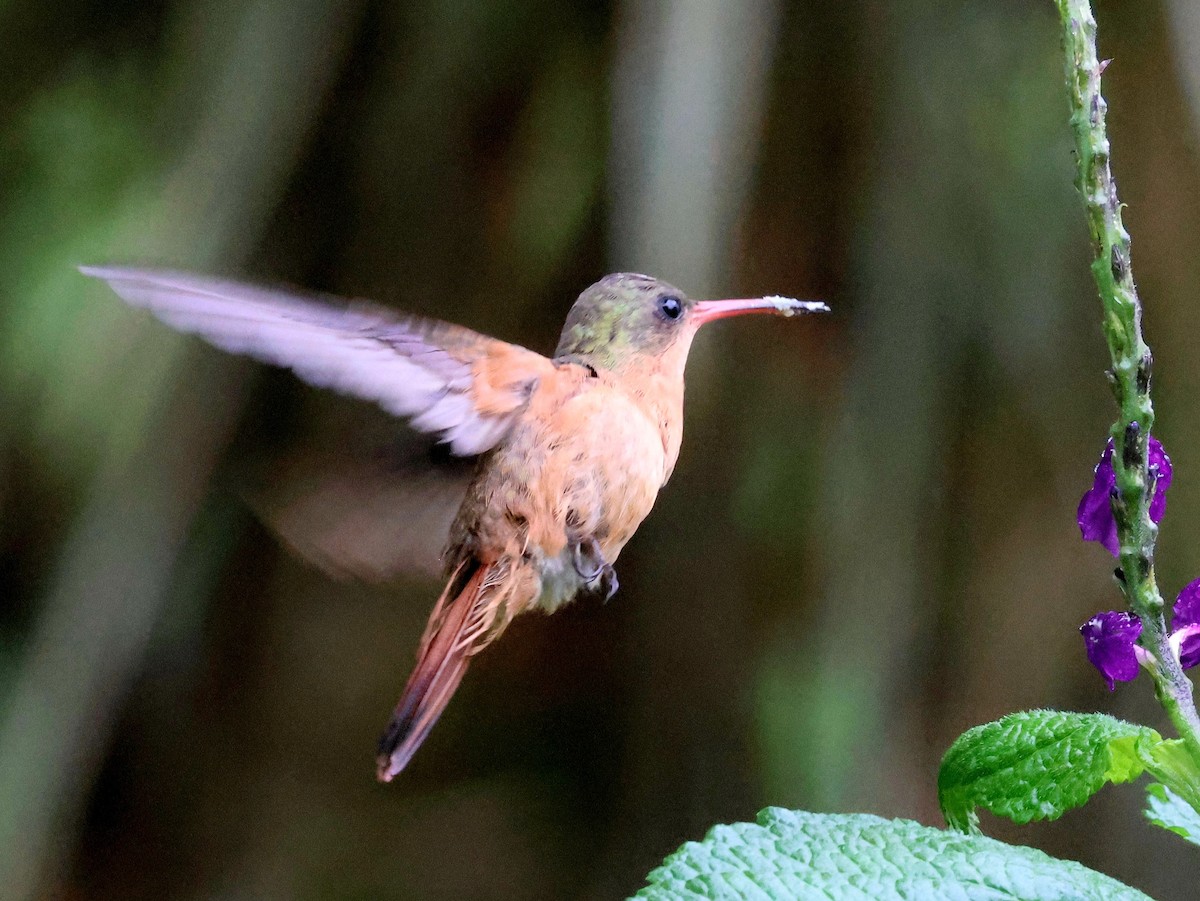 kolibřík ryšavý - ML619982971