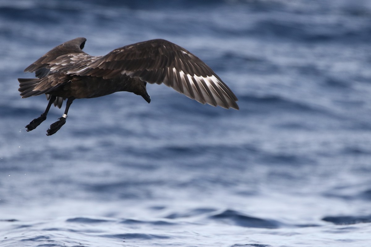 Brown Skua - ML619982972