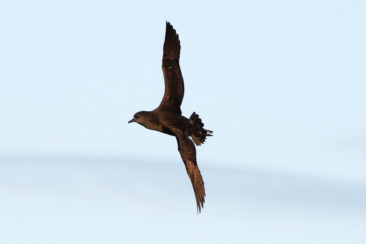 Short-tailed Shearwater - ML619982977