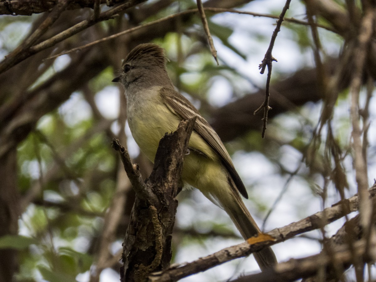 Northern Scrub-Flycatcher - ML619982980