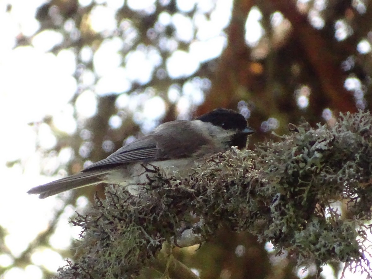 Marsh Tit - ML619982981