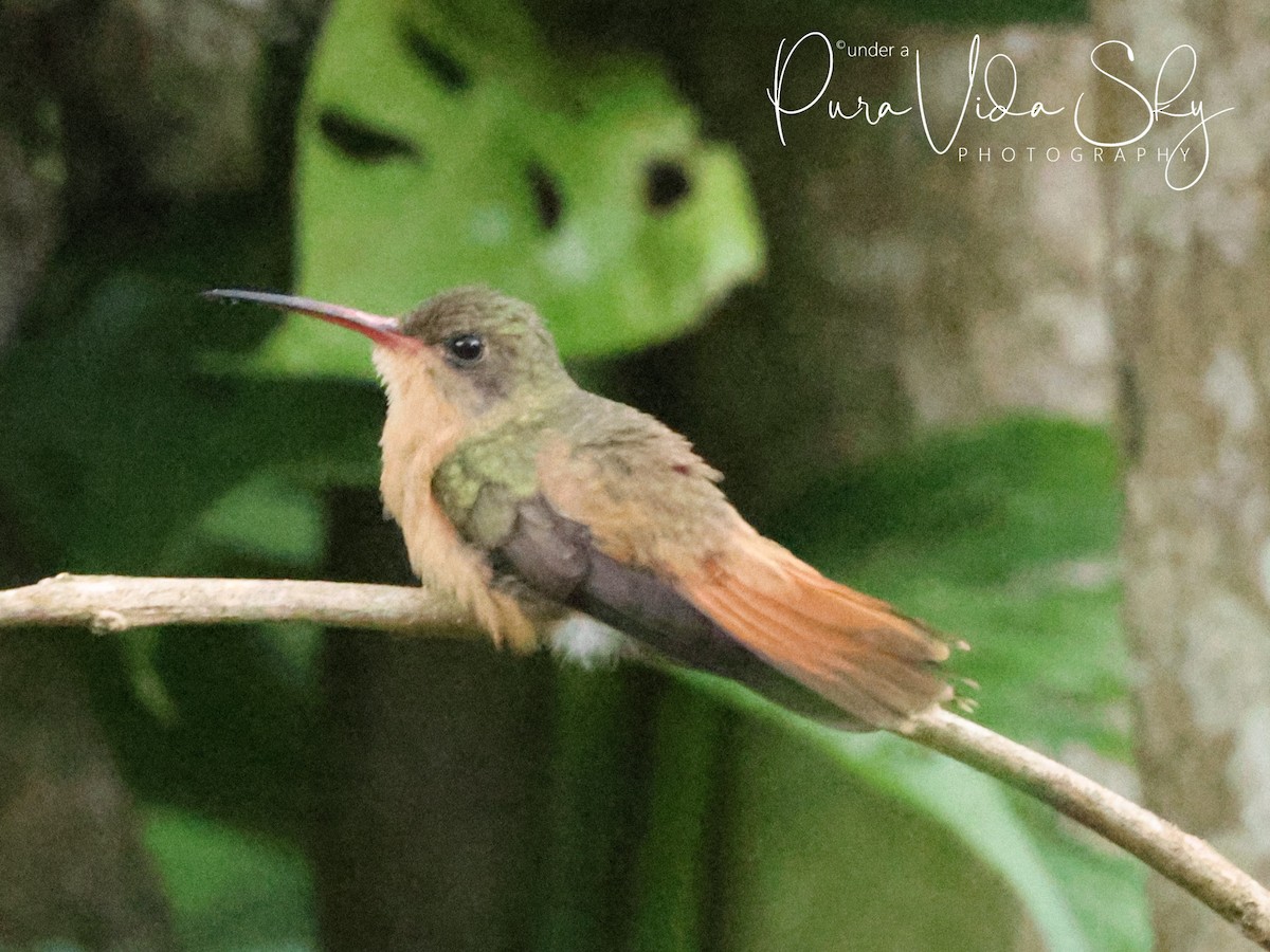 kolibřík ryšavý - ML619982990