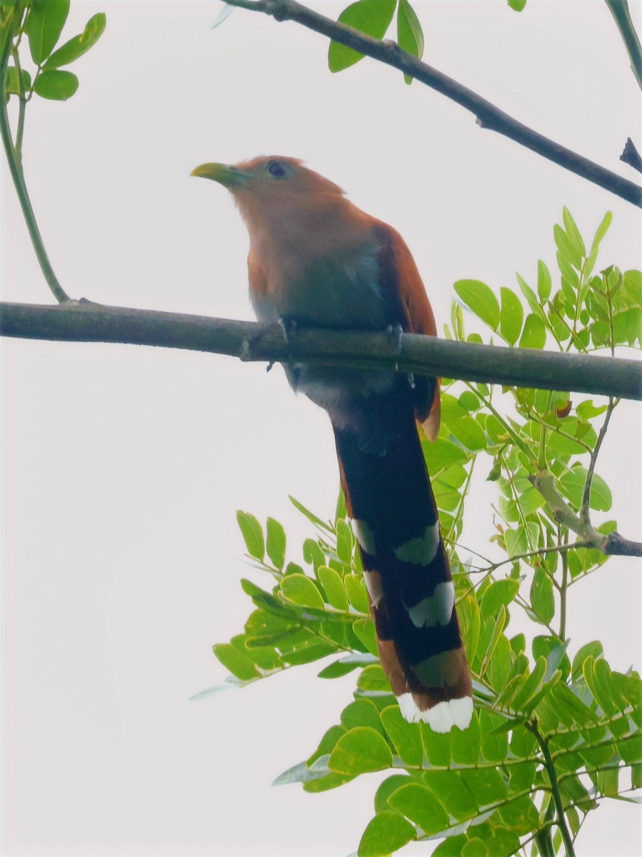 Squirrel Cuckoo - ML619983001