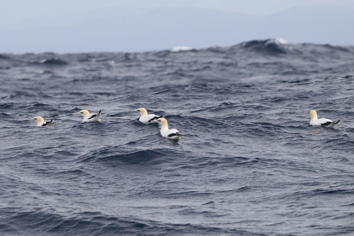 Australasian Gannet - ML619983002