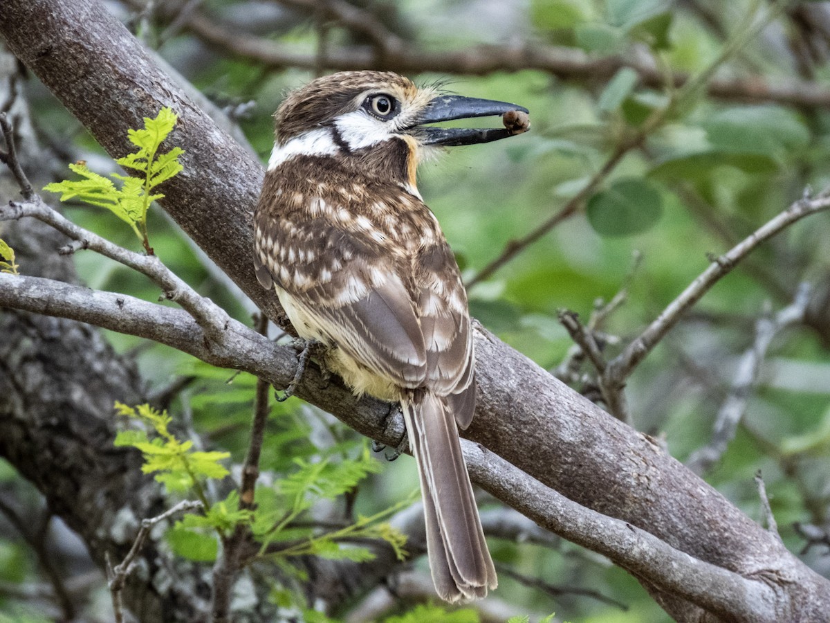 Russet-throated Puffbird - ML619983004