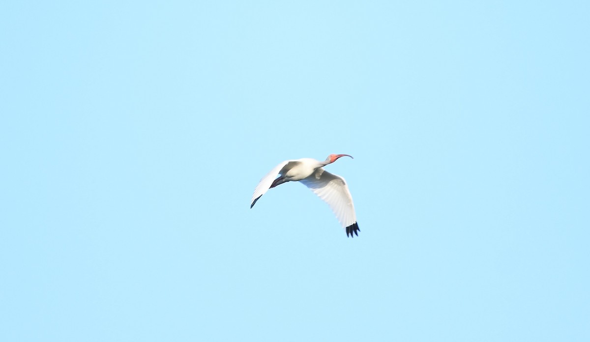 White Ibis - John Wolaver