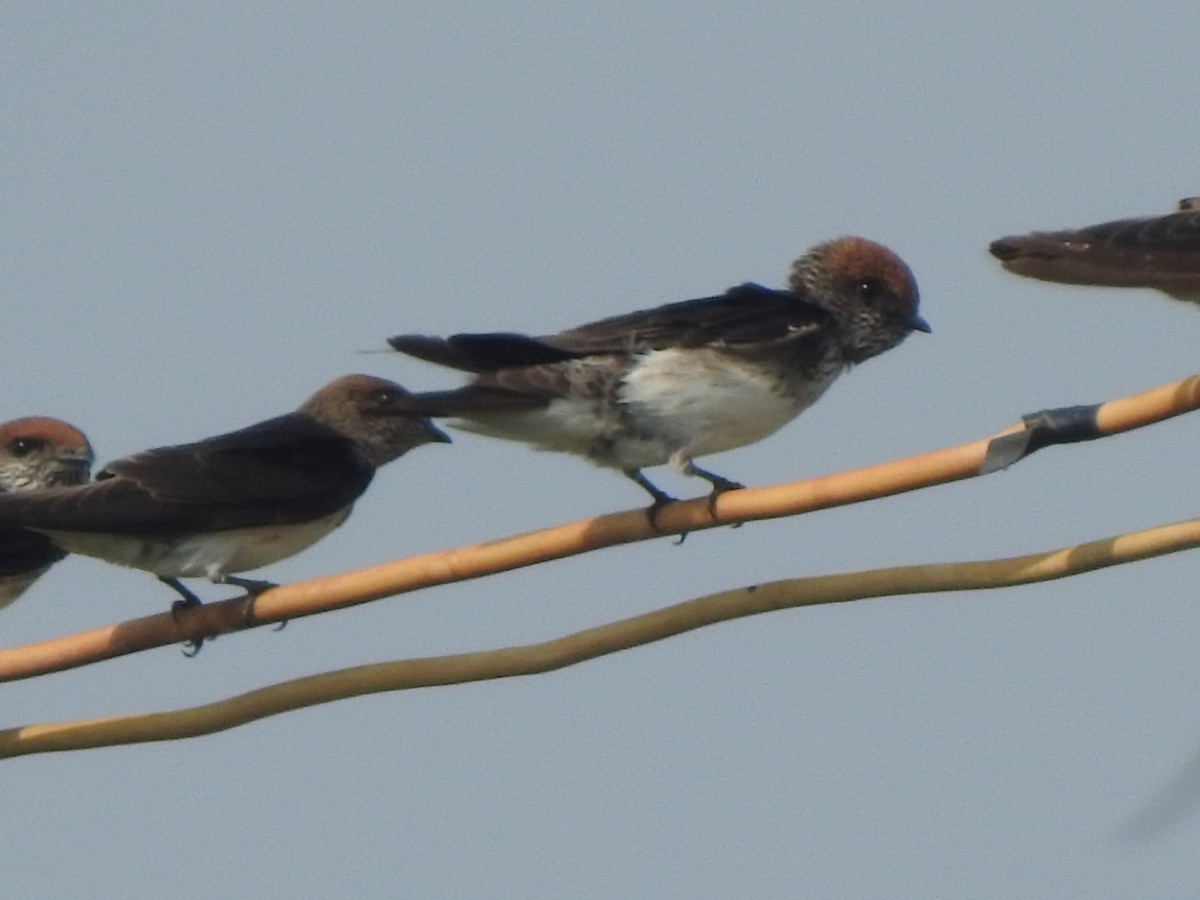 Streak-throated Swallow - ML619983007