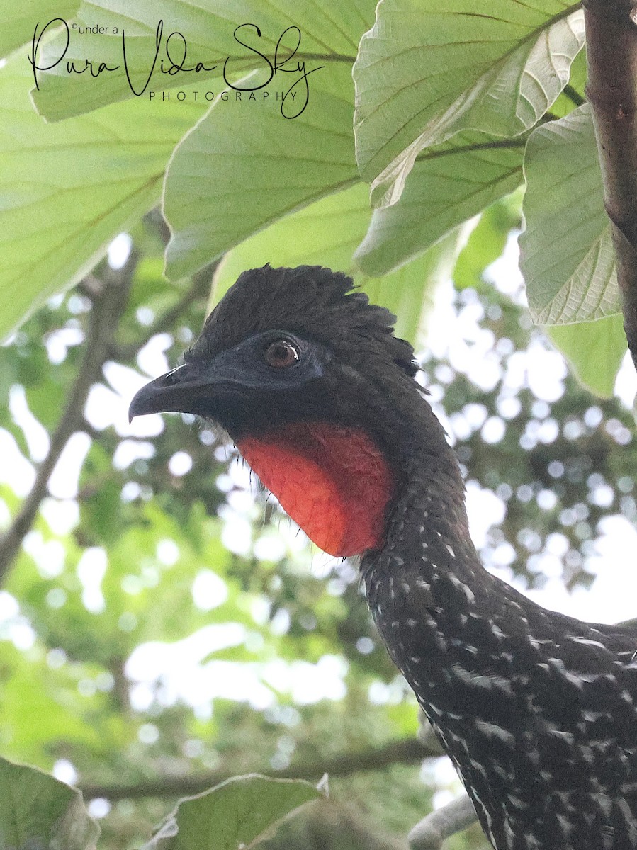 Crested Guan - Phil Dube