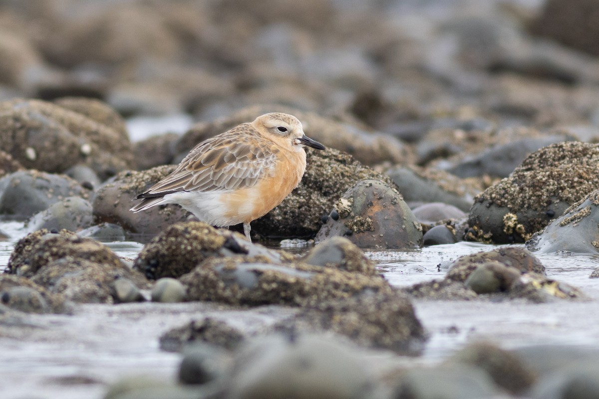 Red-breasted Dotterel - ML619983013