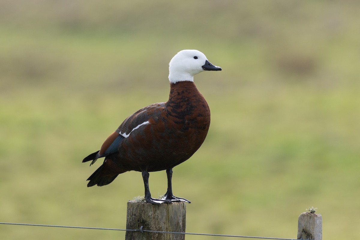 Paradise Shelduck - ML619983017