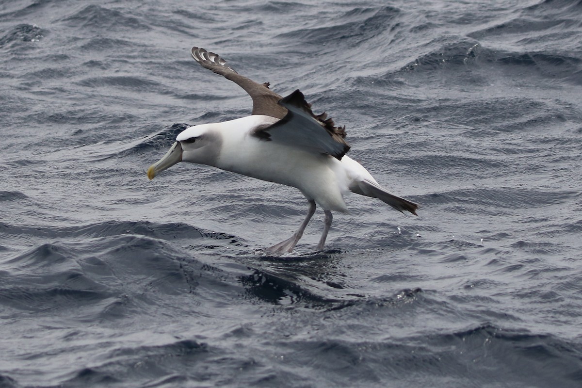 White-capped Albatross - ML619983021